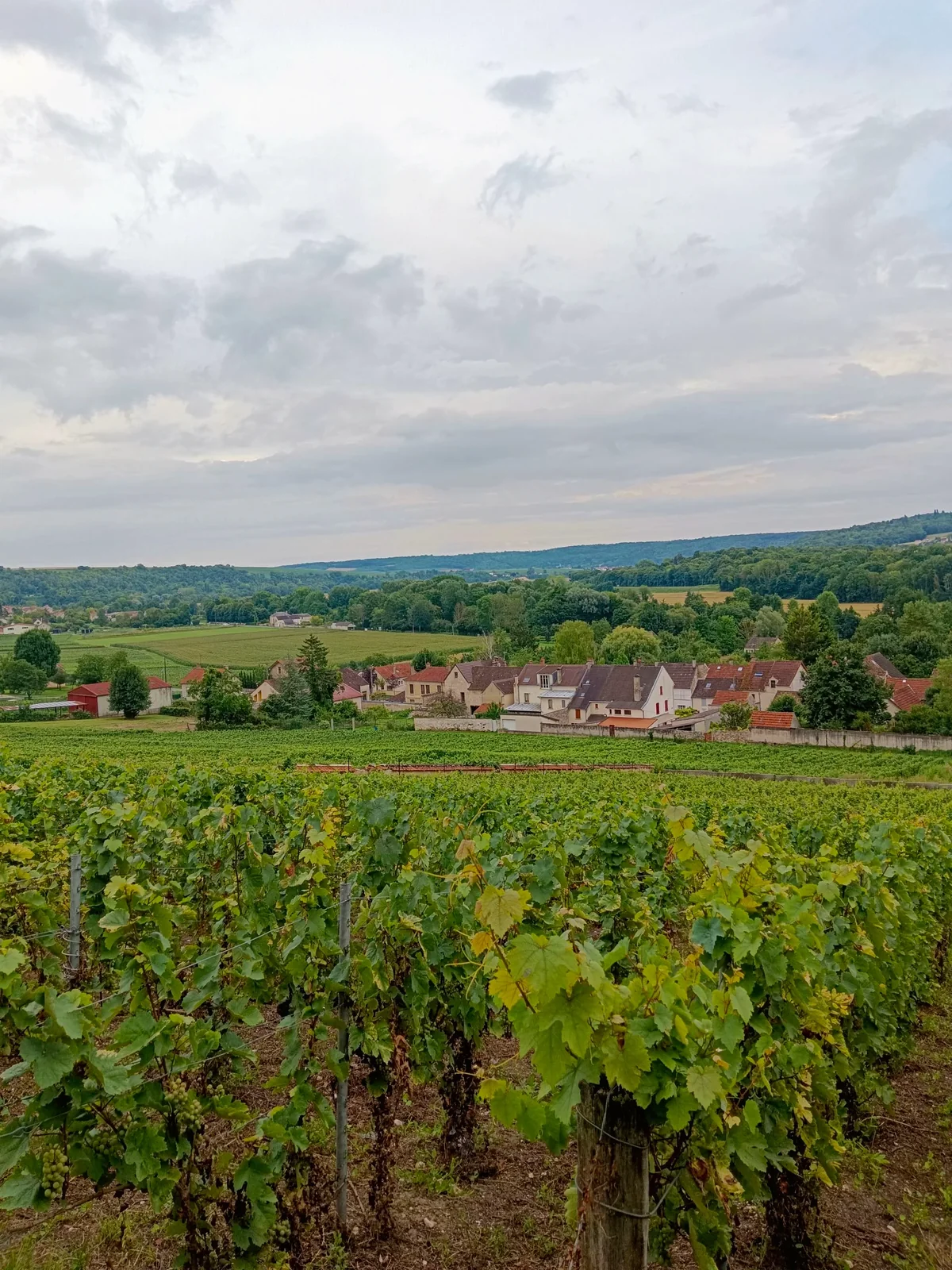 Vignoble en coteau sous un ciel dramatique